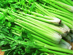 芹菜批發(fā)供應(yīng)商