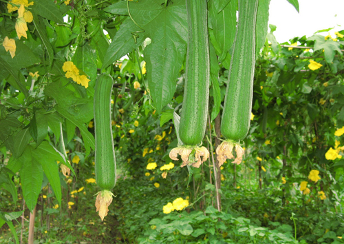 絲瓜價(jià)格(圖1)